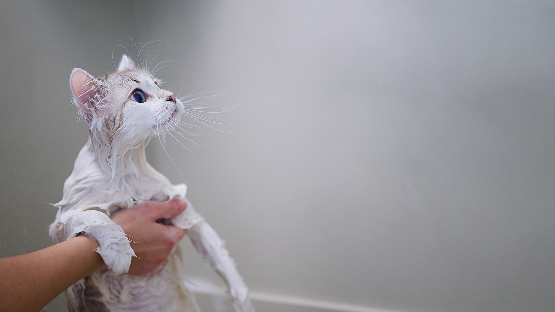 猫ちゃん向けのメニュー | 香川のトリミングならPetSalon&Hotel YUURI
