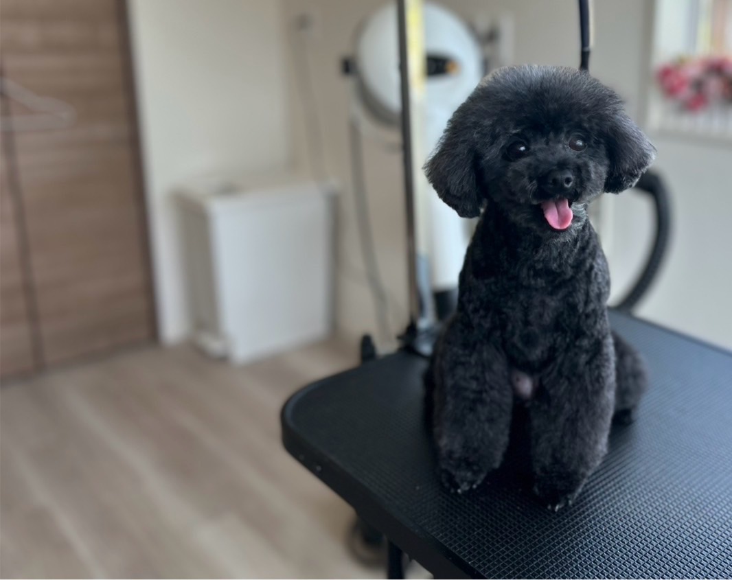 トイプードルのトリミング | 香川のトリミングならPetSalon&Hotel YUURI