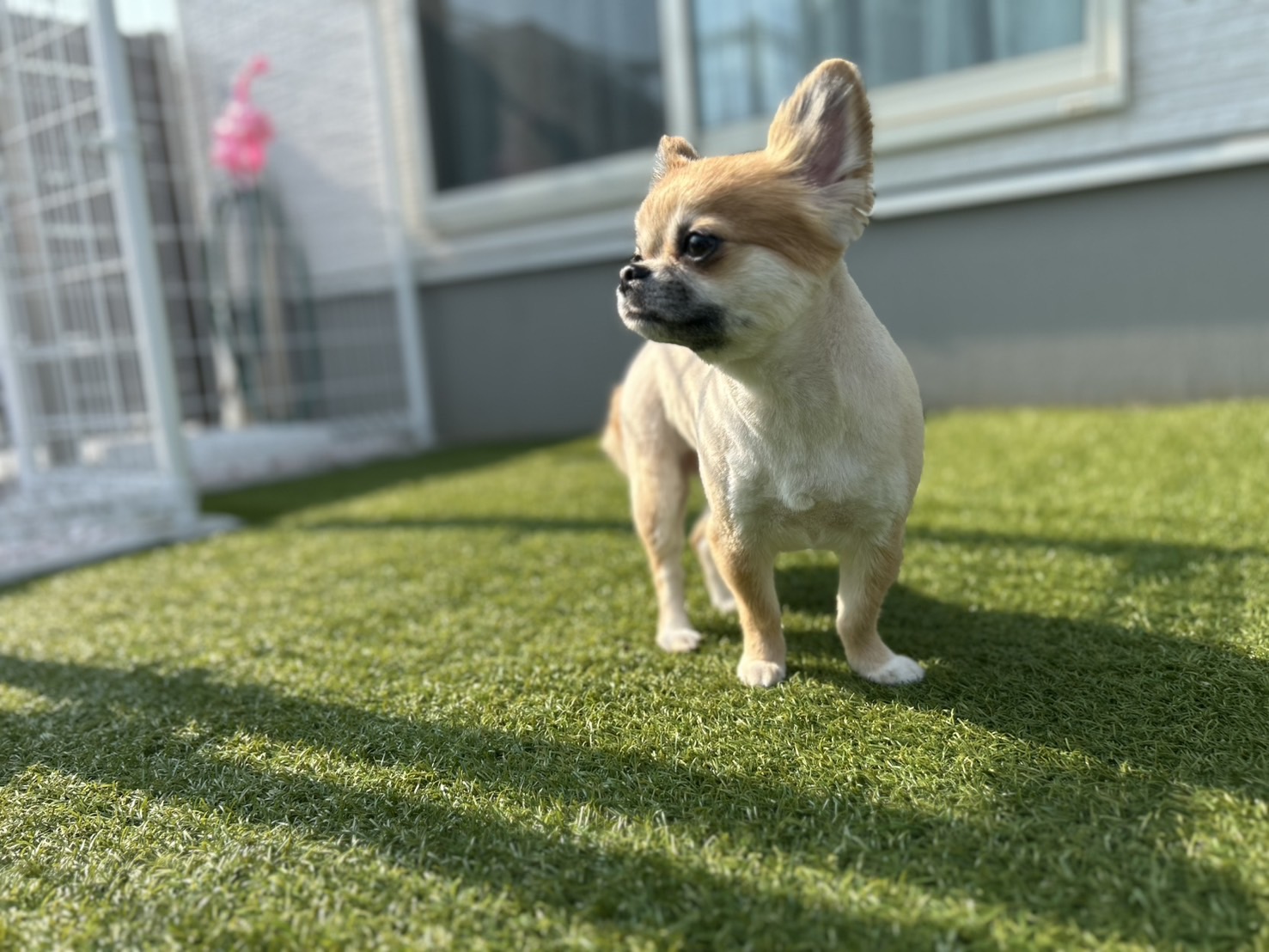 チワワのトリミング | 香川のトリミングならPetSalon&Hotel YUURI