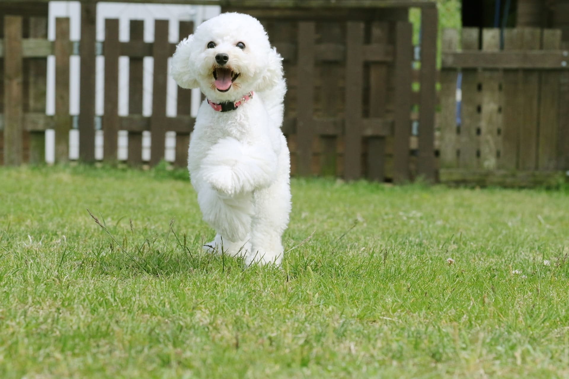 ドッグランを用意 | 香川のトリミングならPetSalon&Hotel YUURI