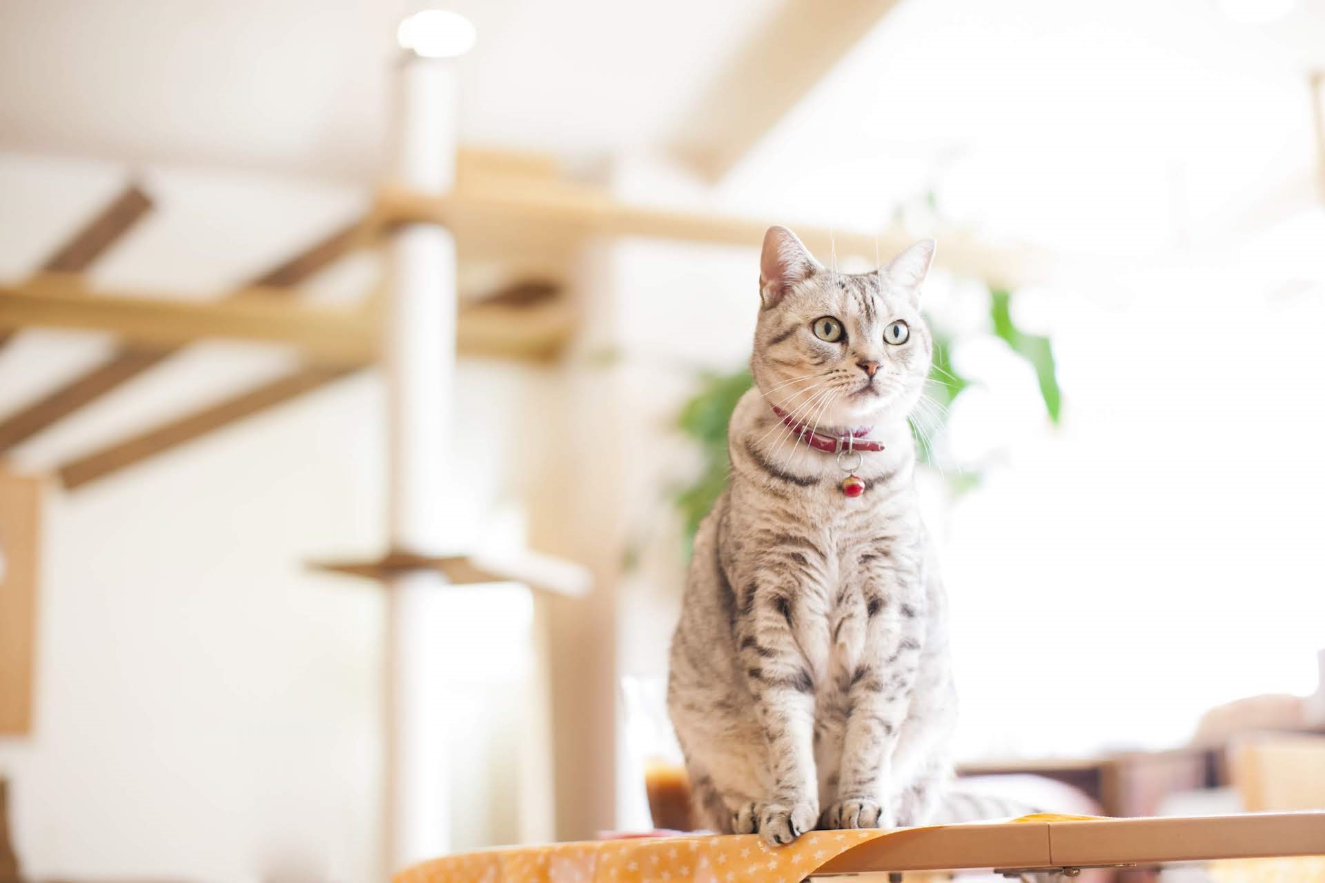 ねこちゃんの宿泊 | 香川のトリミングならPetSalon&Hotel YUURI