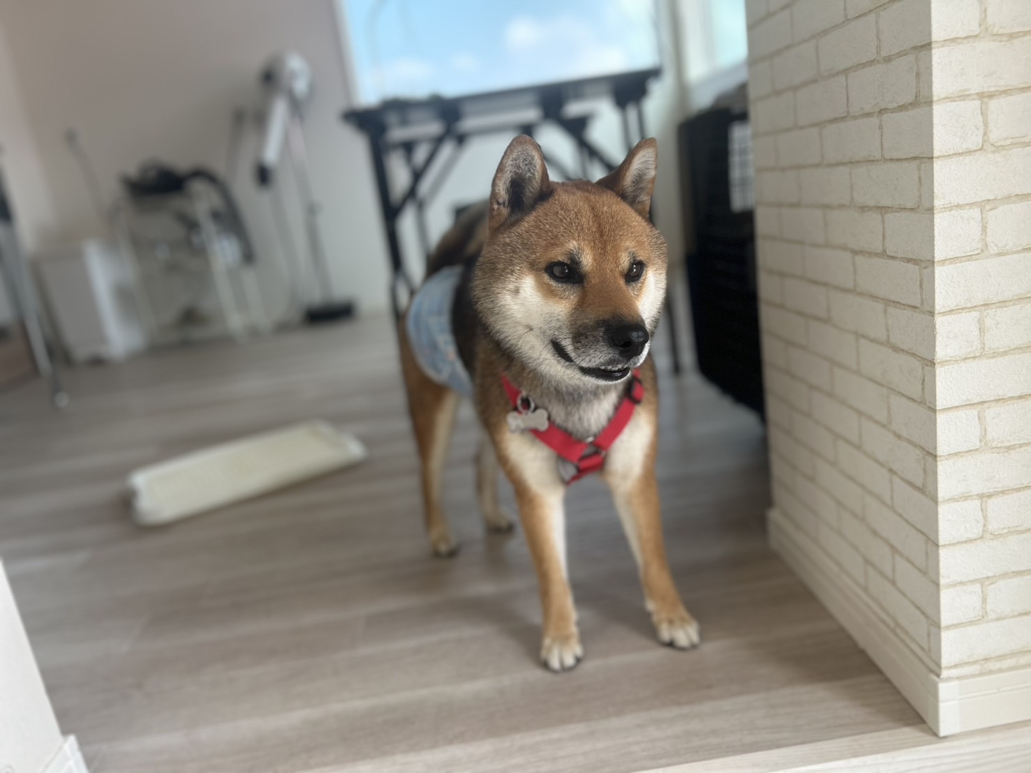 柴犬のシャンプー｜香川のトリミングはPetSalon&Hotel YUURI