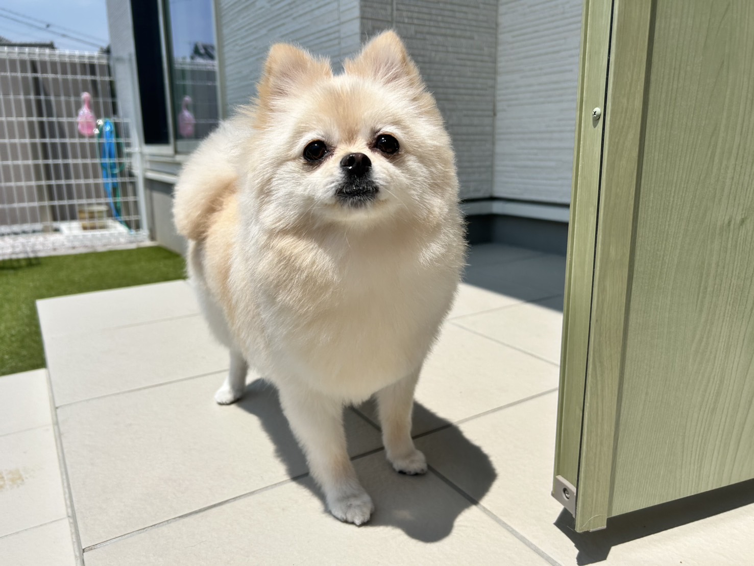 ポメラニアンのトリミング｜PetSalon&Hotel YUURI