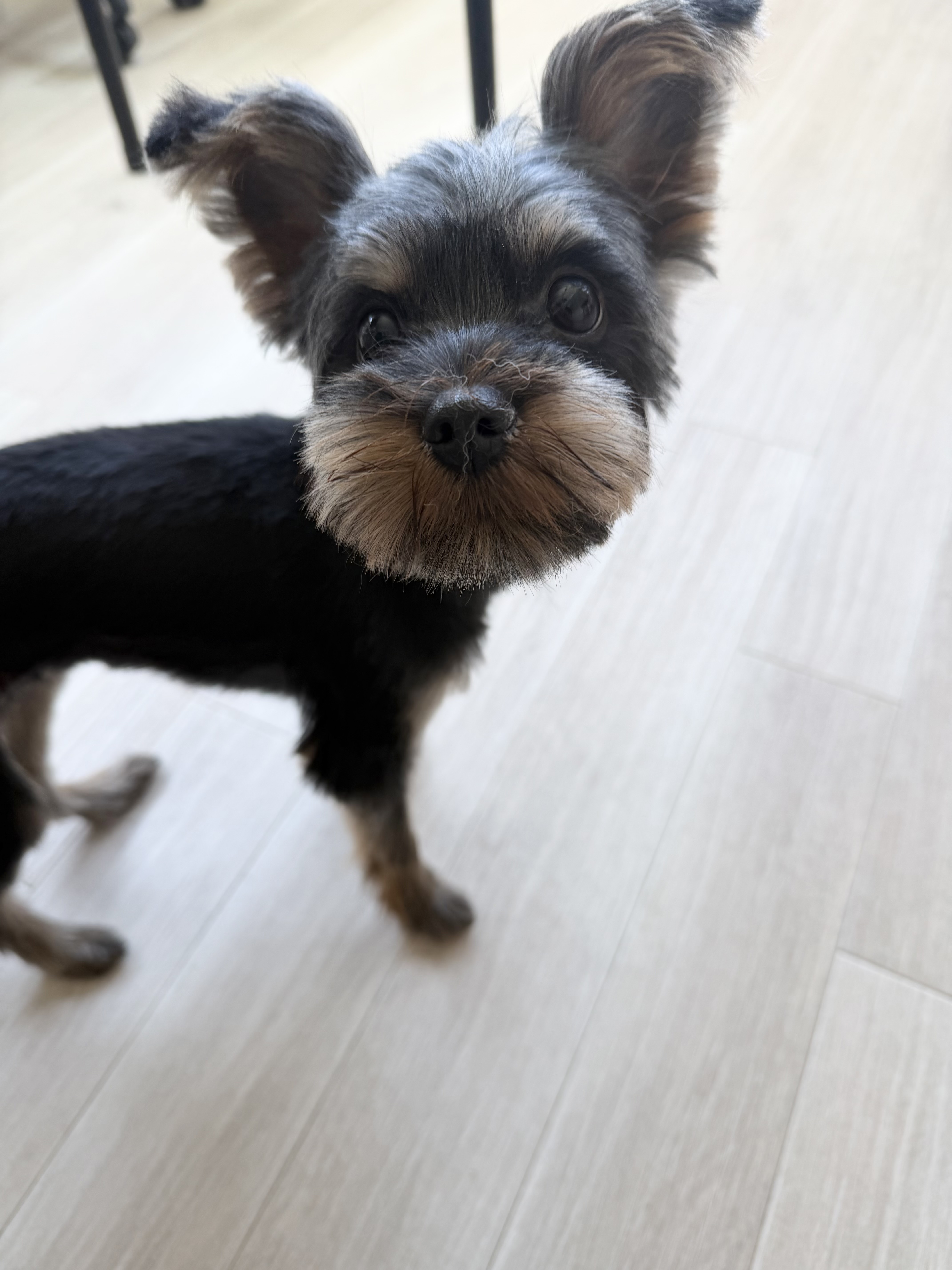 ヨークシャーテリアのトリミングなら｜香川のトリミングはPetSalon&Hotel YUURI